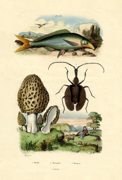 Eatable Morel by French School